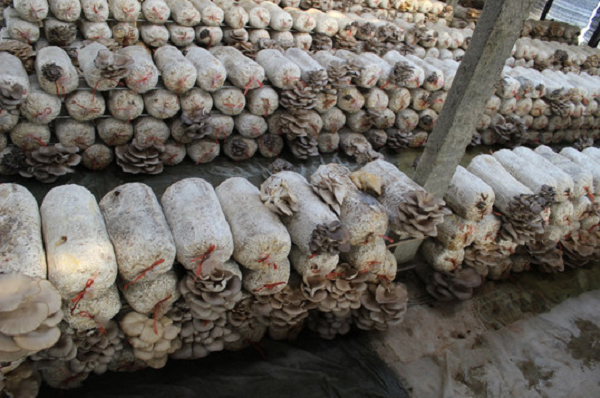 大棚種植使用蒸汽模塊爐維持溫度!